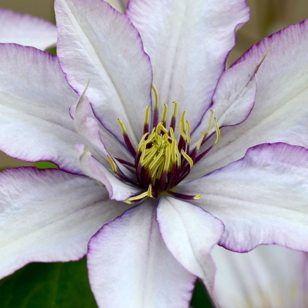 Clematis Boulevard Samaritan Jo Plants