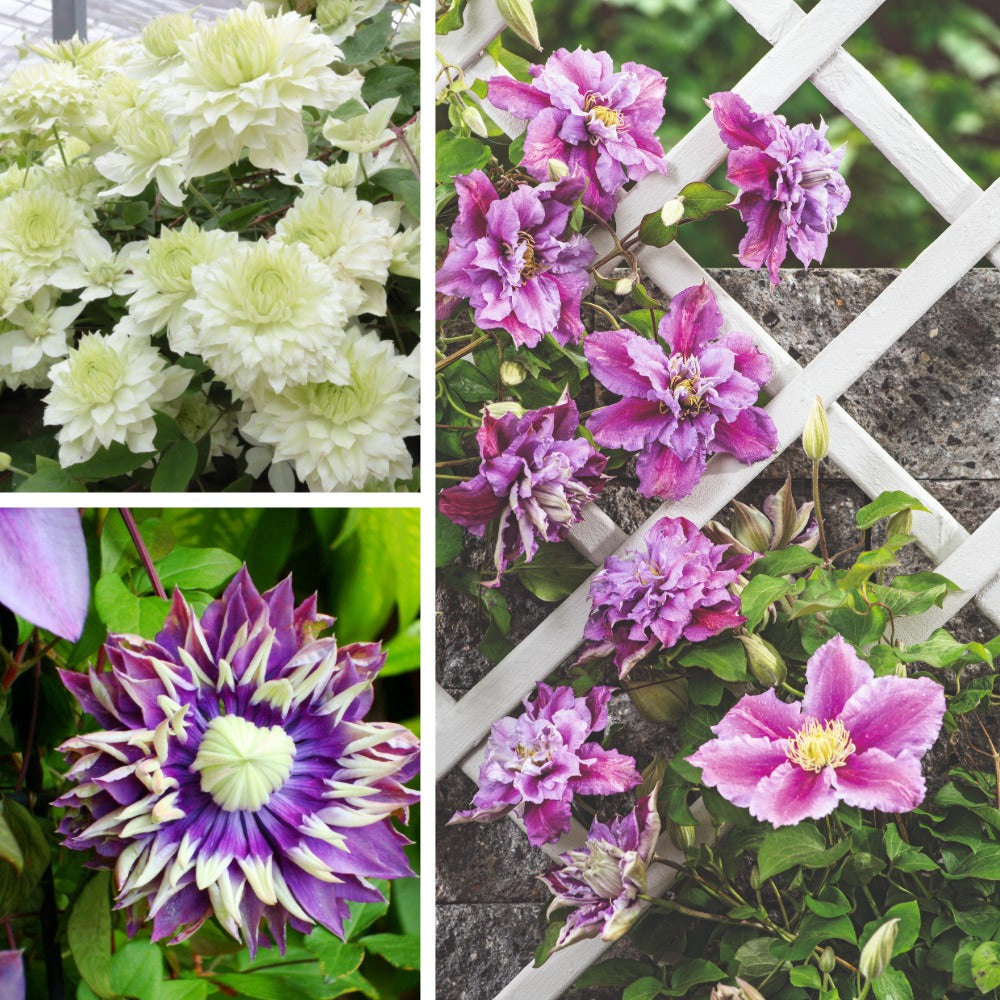 Clematis Double Flower Plants Collection