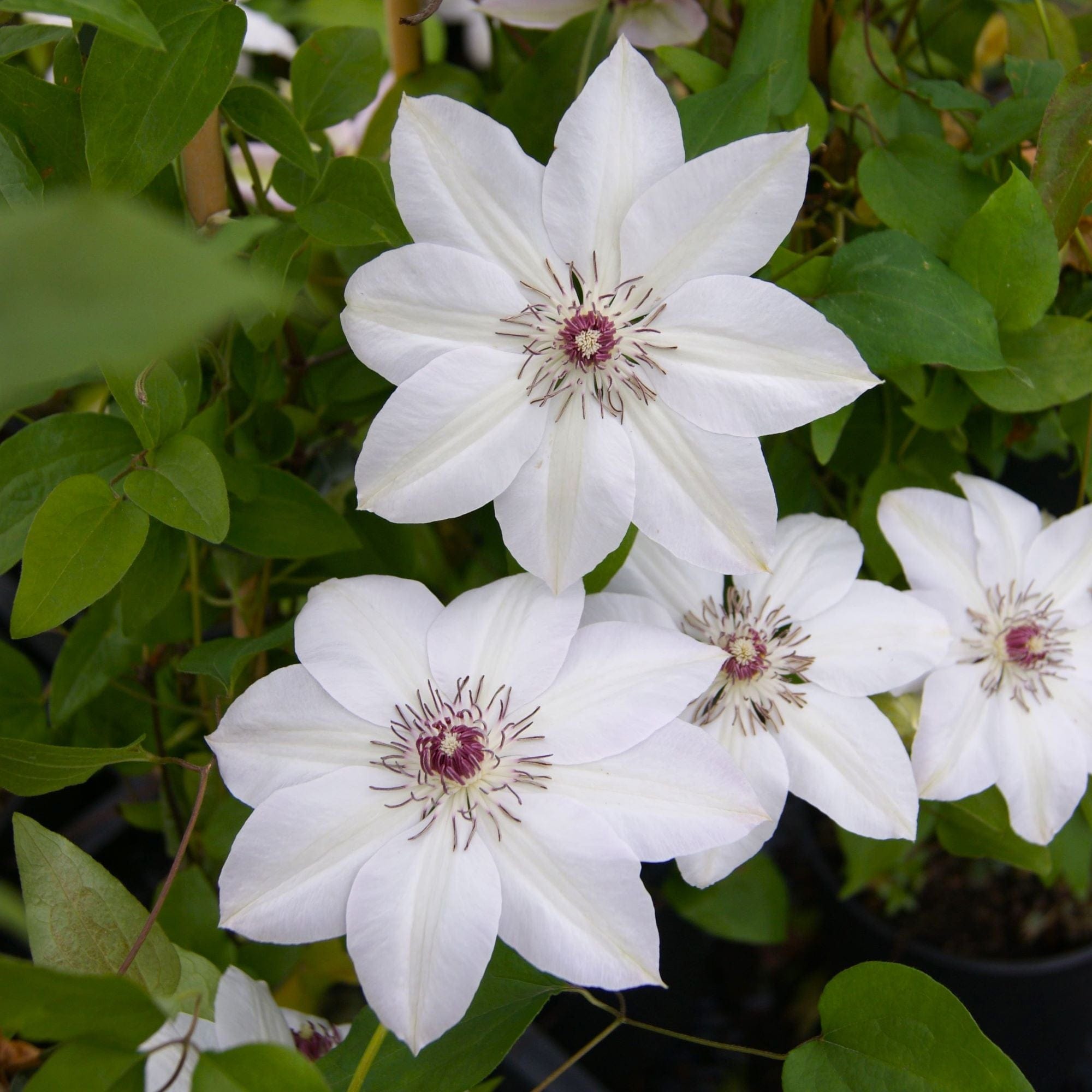 Clematis Miss Bateman Plants