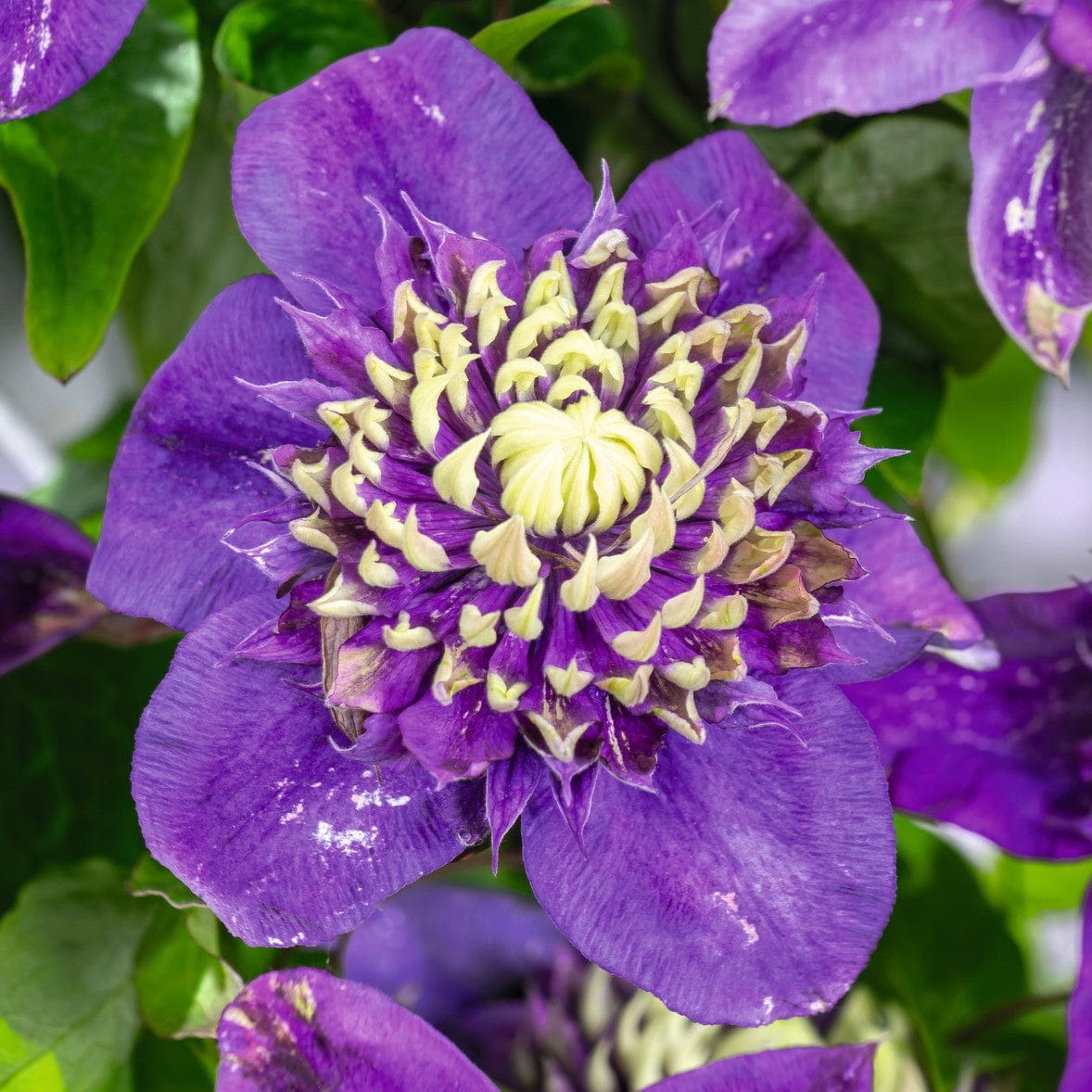 Clematis Taiga Plants