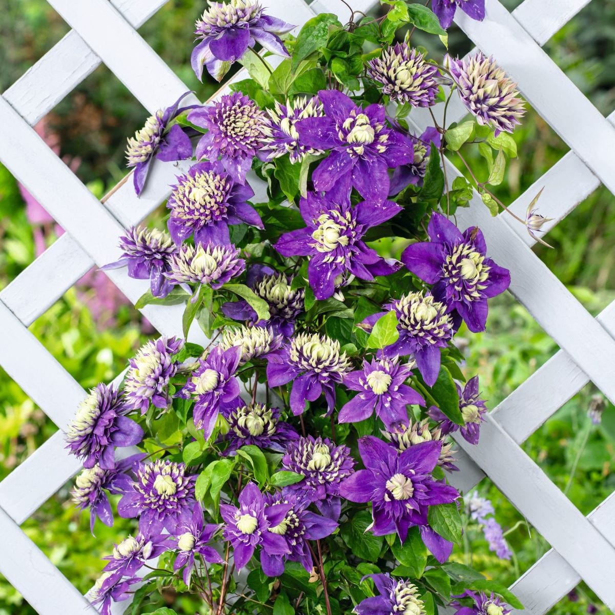 Clematis Taiga Plants