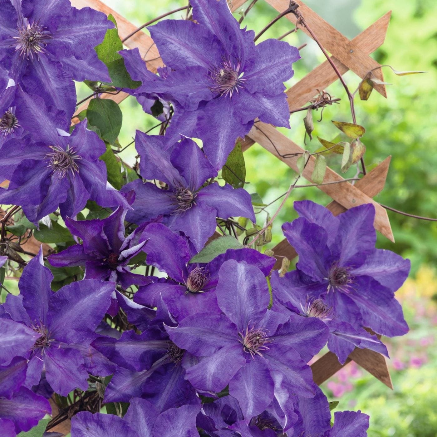 Clematis The President Plants