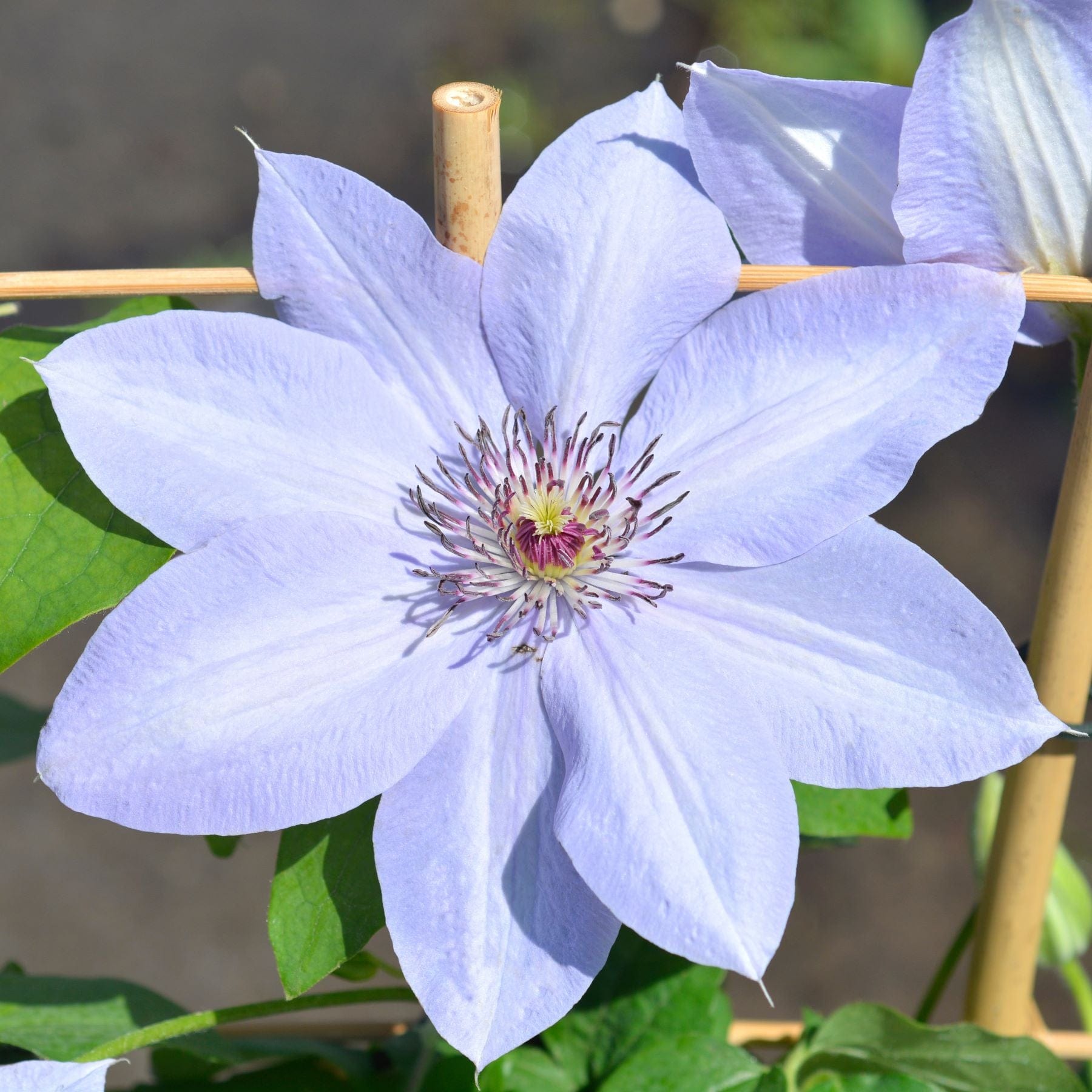 3 x 10cm Potted Plant Clematis Boulevard Bernadine Plants