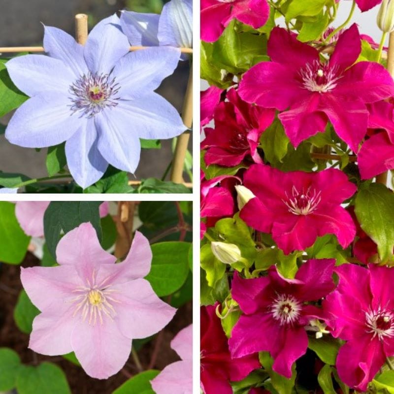 Clematis Boulevard Collection Plants