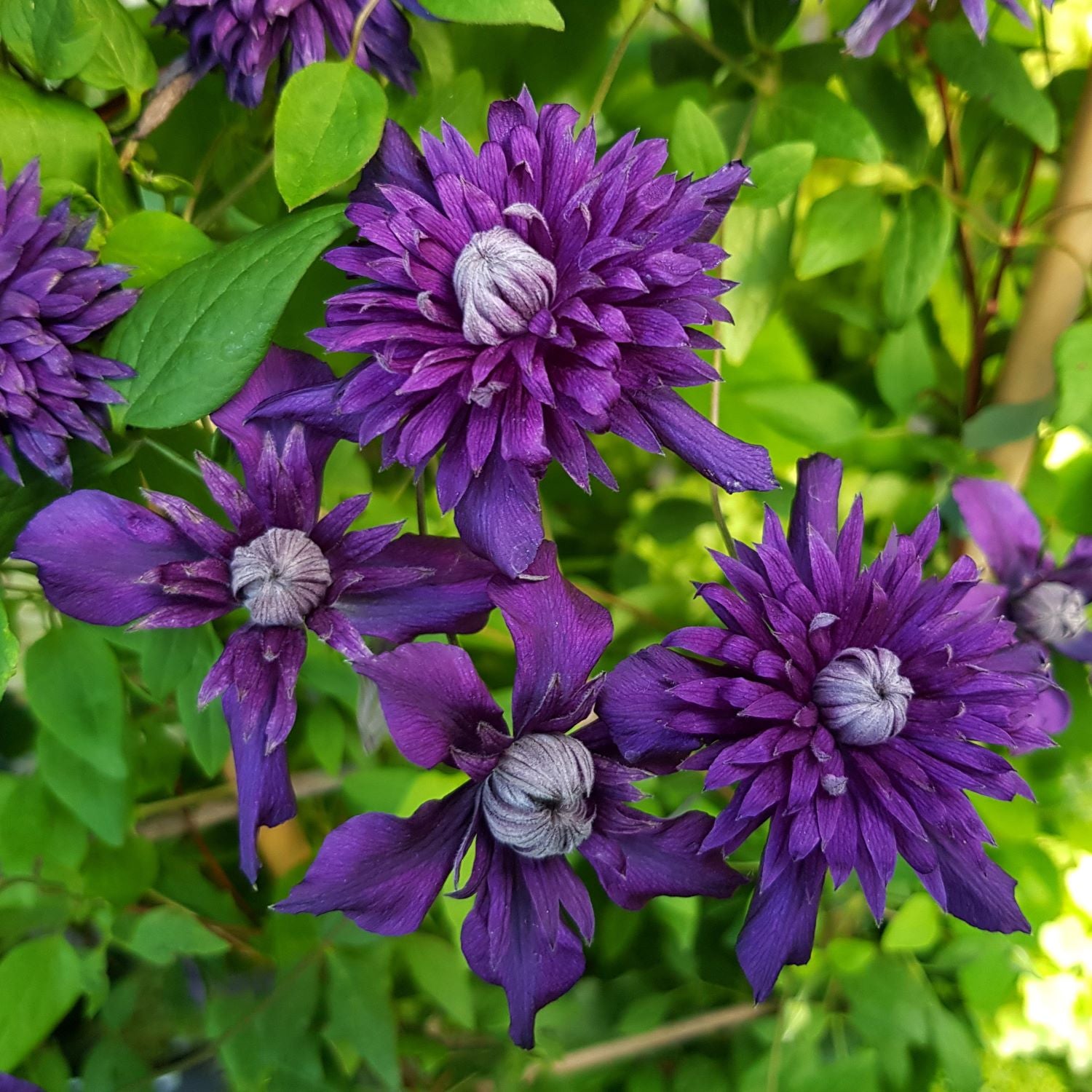 3 x 9cm Potted Plant Clematis Kokonoe Plants