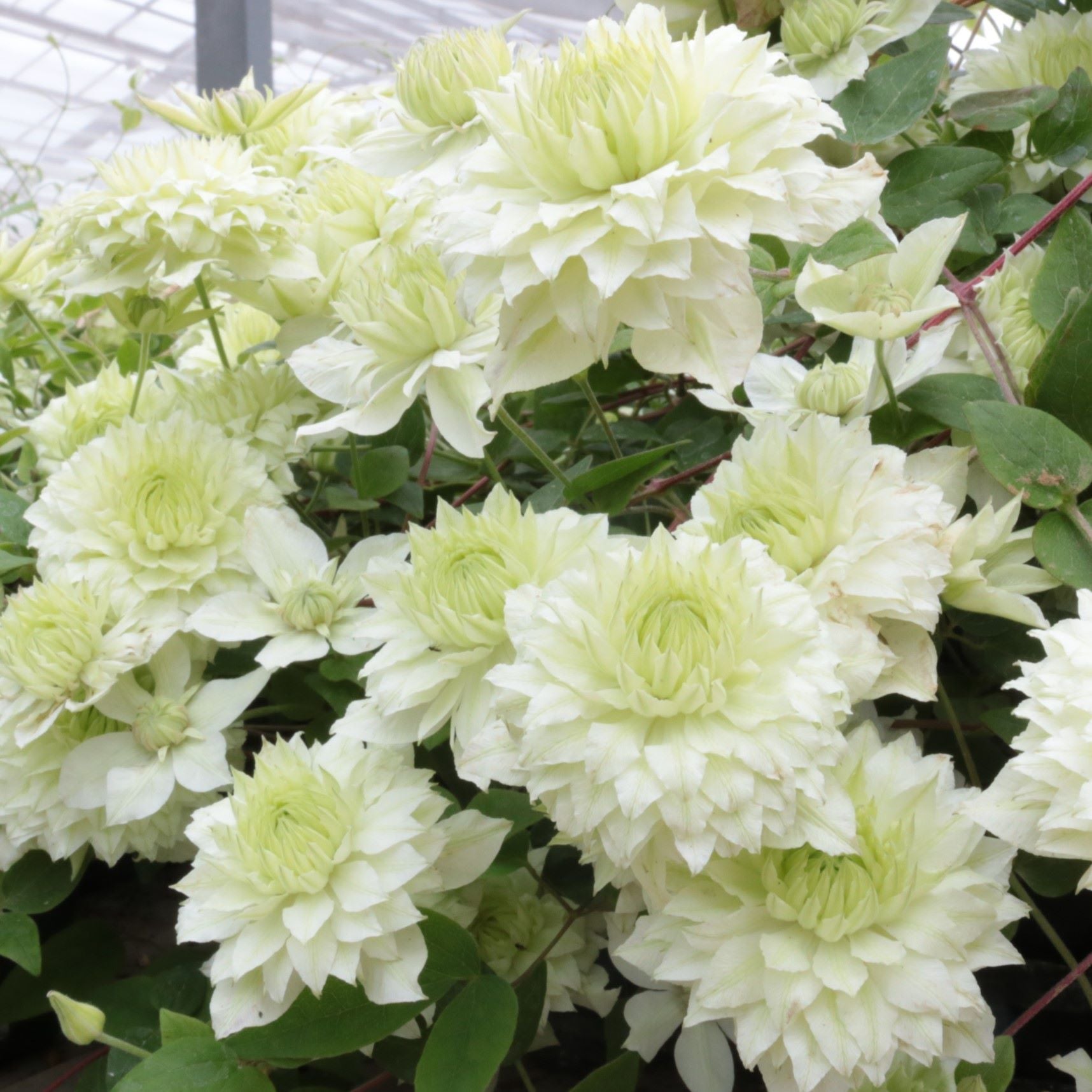 Clematis Manju Plants