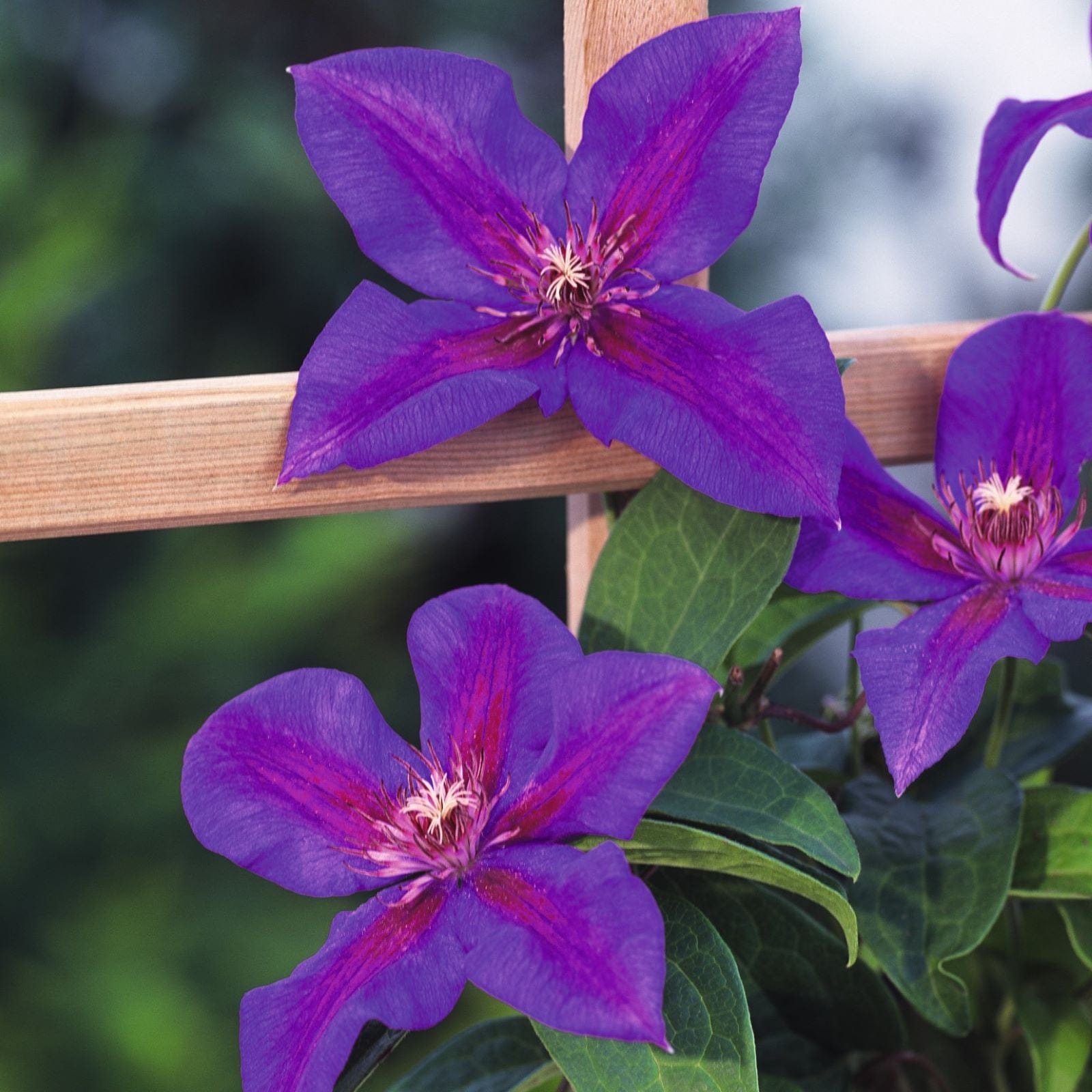 2 x 7cm Potted Plant Clematis Mrs N Thompson Plants