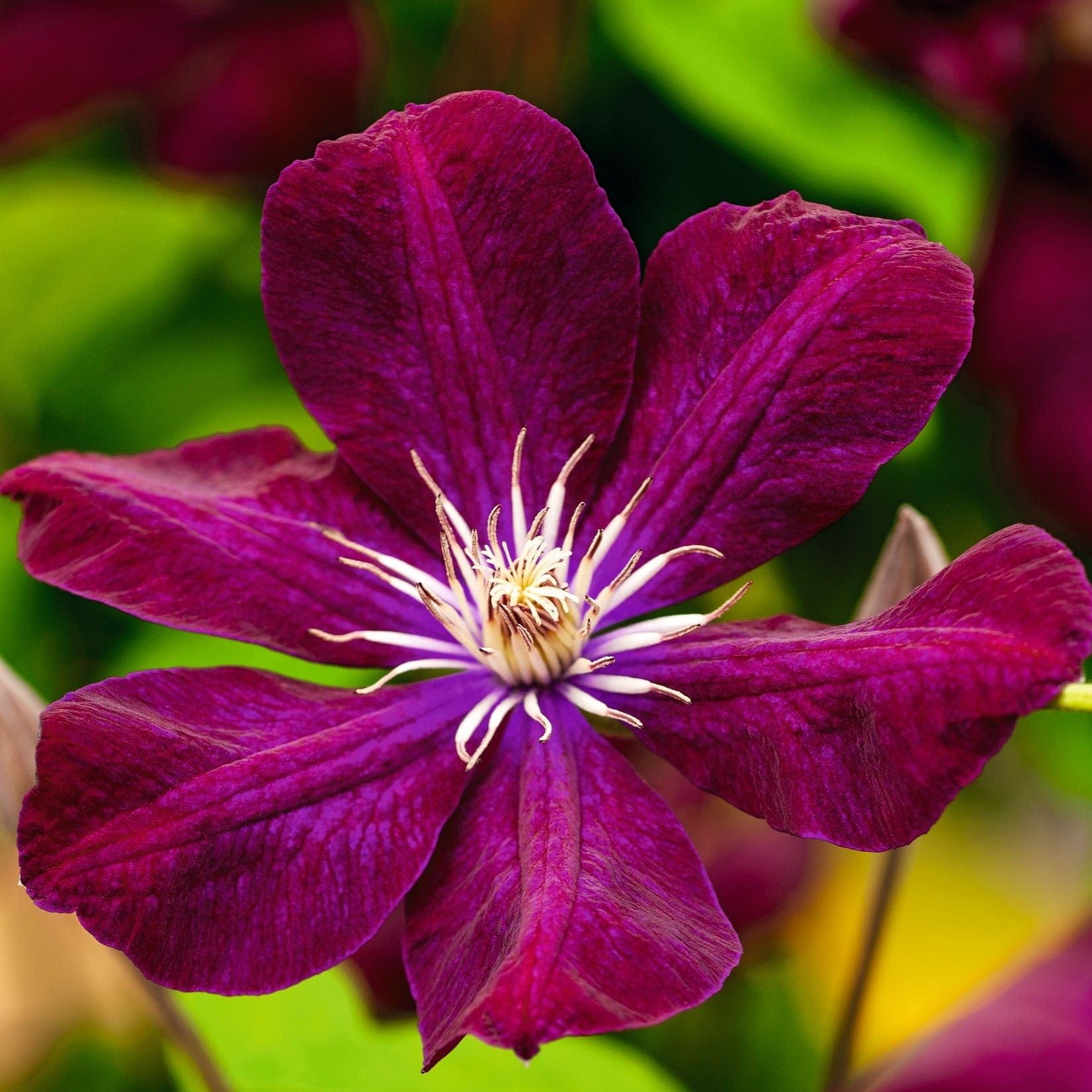 2 x 7cm potted plant Clematis Rouge Cardinal Plants