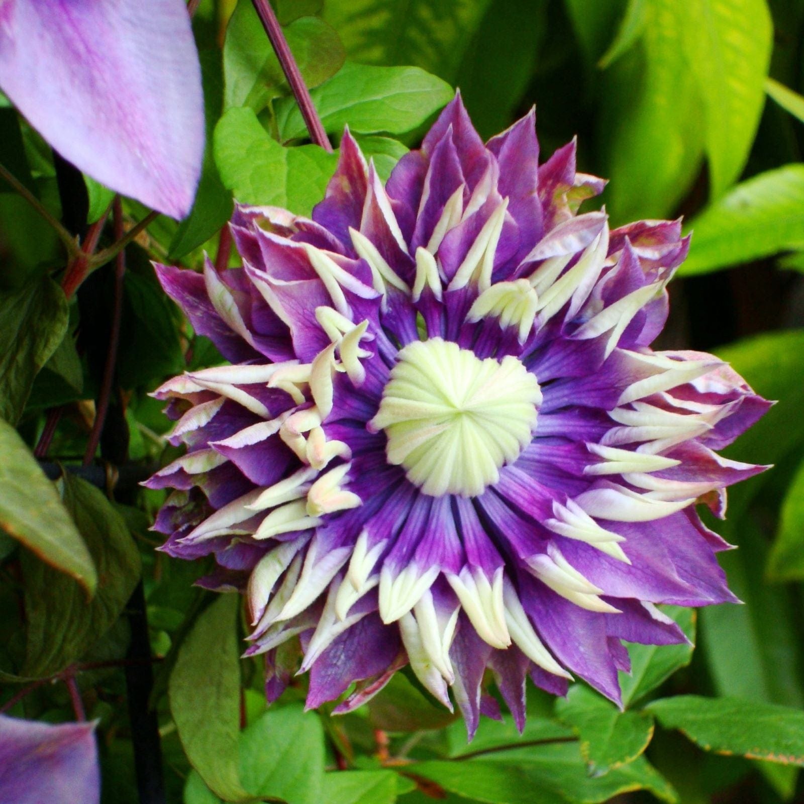 1 x 9cm Potted Plant Clematis Taiga Plants