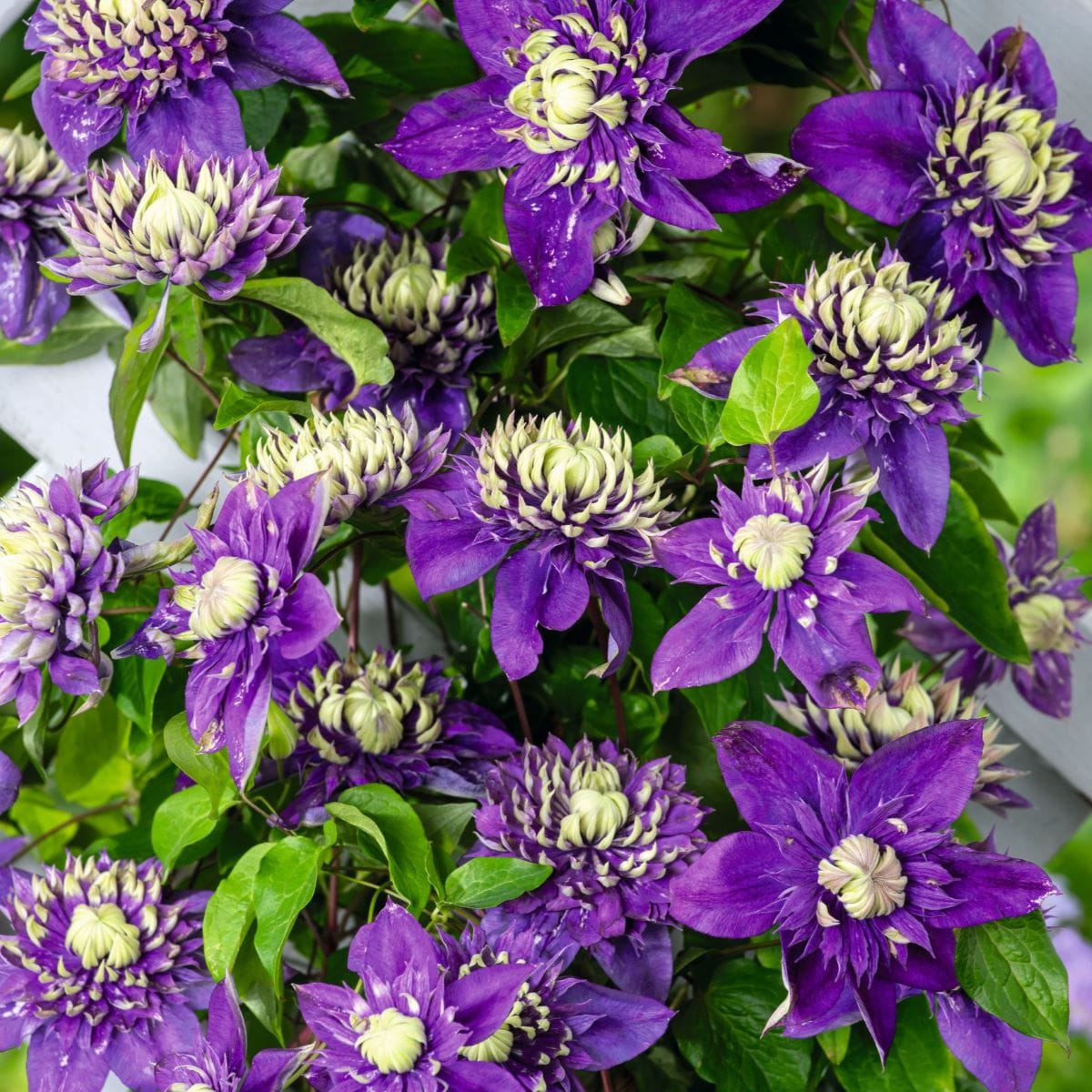 Clematis Taiga Plants