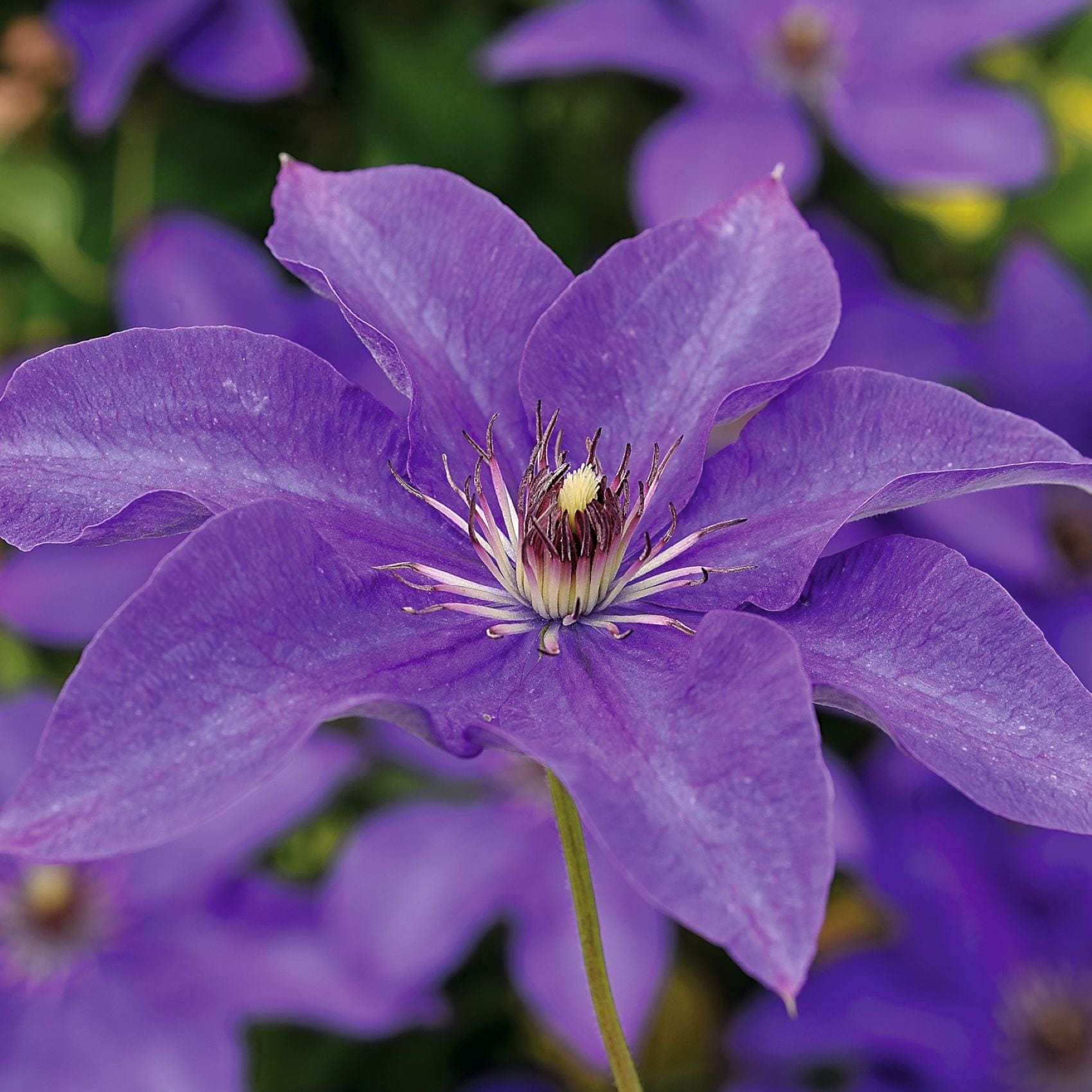 3 x 7cm potted plant Clematis The President Plants