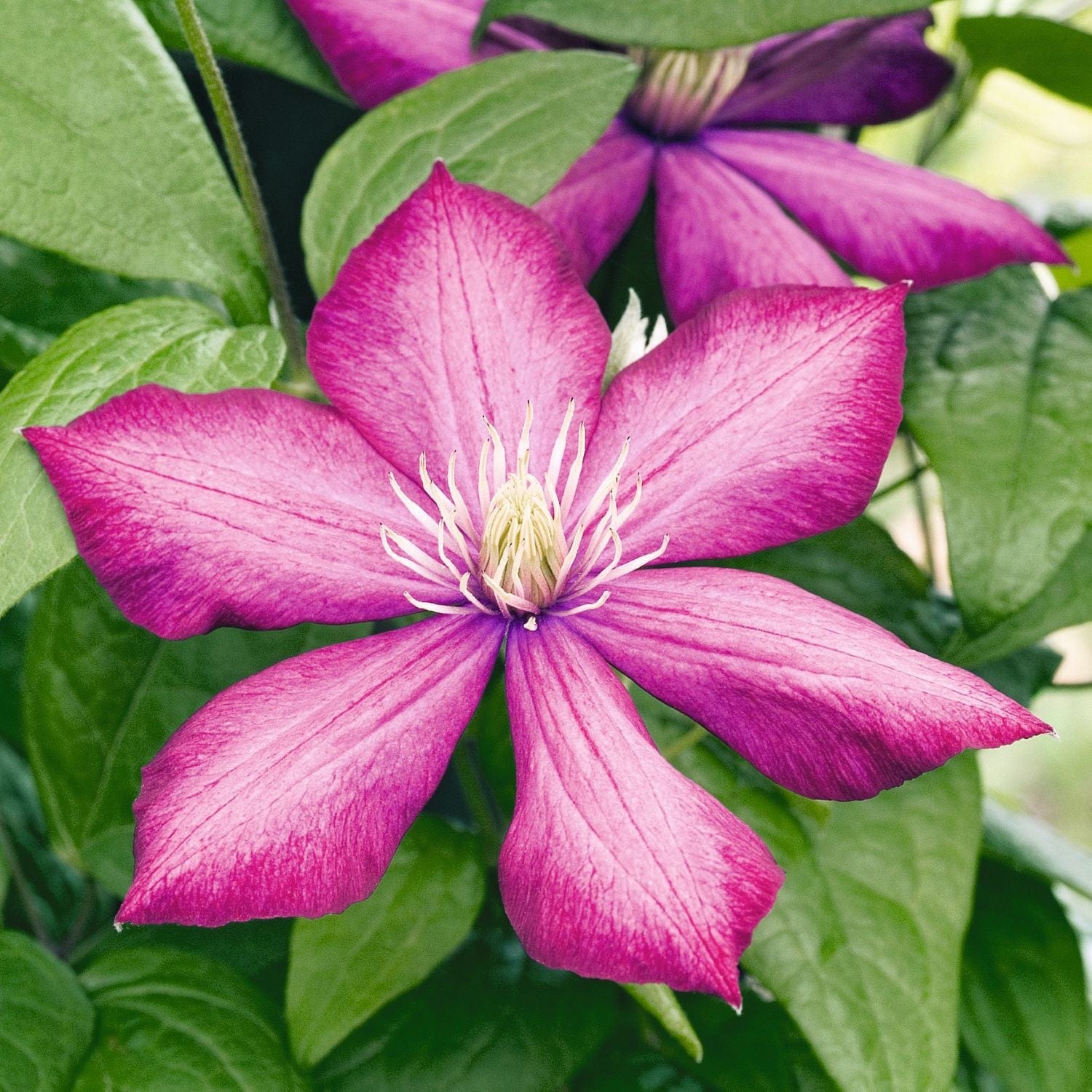 3 x 7cm potted plant Clematis Ville De Lyon Plants