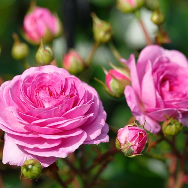 Climbing Rose Trio Plants Collection