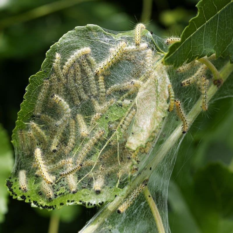 Nematodes Cod Codling Moth Control Nematodes From Mr Fothergill's Seeds.