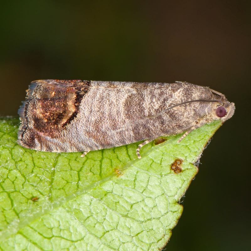 Codling Moth Control Nematodes 60sq.m