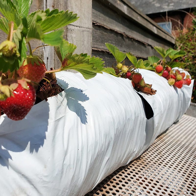 Coir Multipurpose Growbags