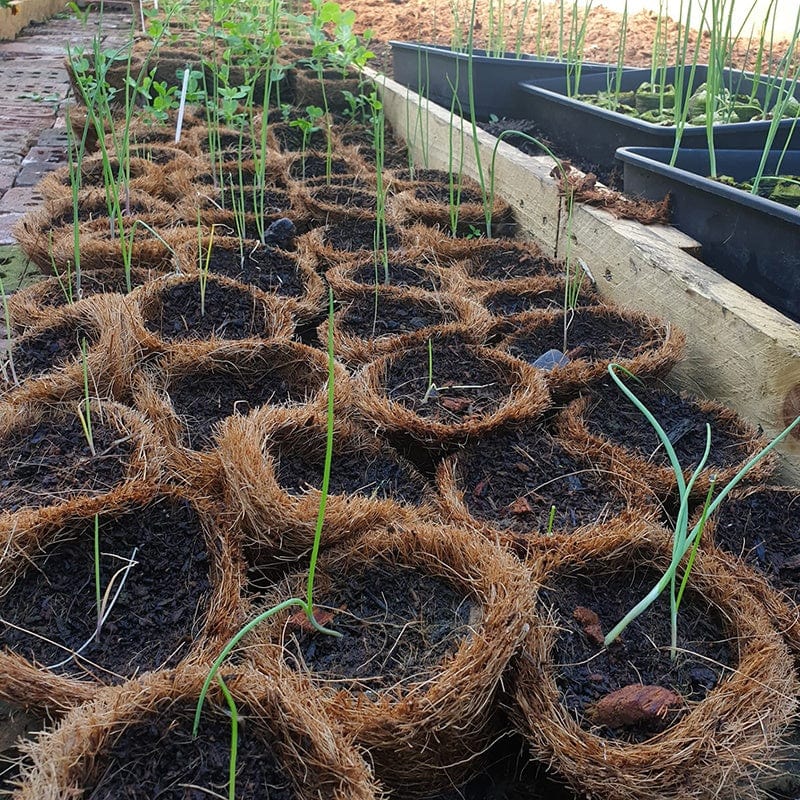 Coir Pots 20 x 13cm