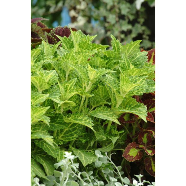 Variegated green and red leaves in a garden setting