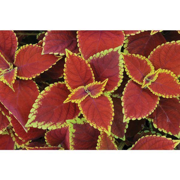 Coleus Sunfighter Flower Plants Collection