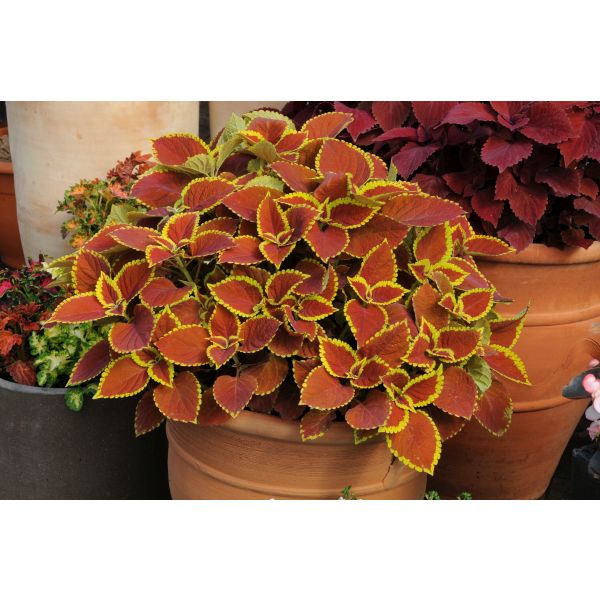 Coleus Sunfighter Trusty Rusty Flower Plants
