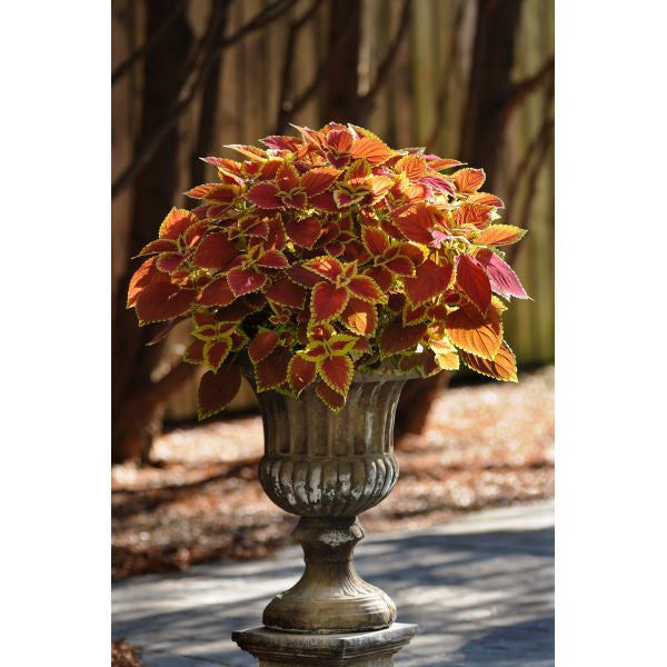 Potted coleus plant in a decorative urn against a natural background