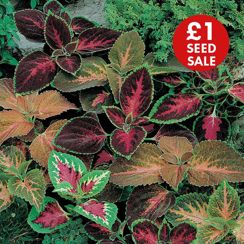 Coleus Rainbow Mixed Seeds