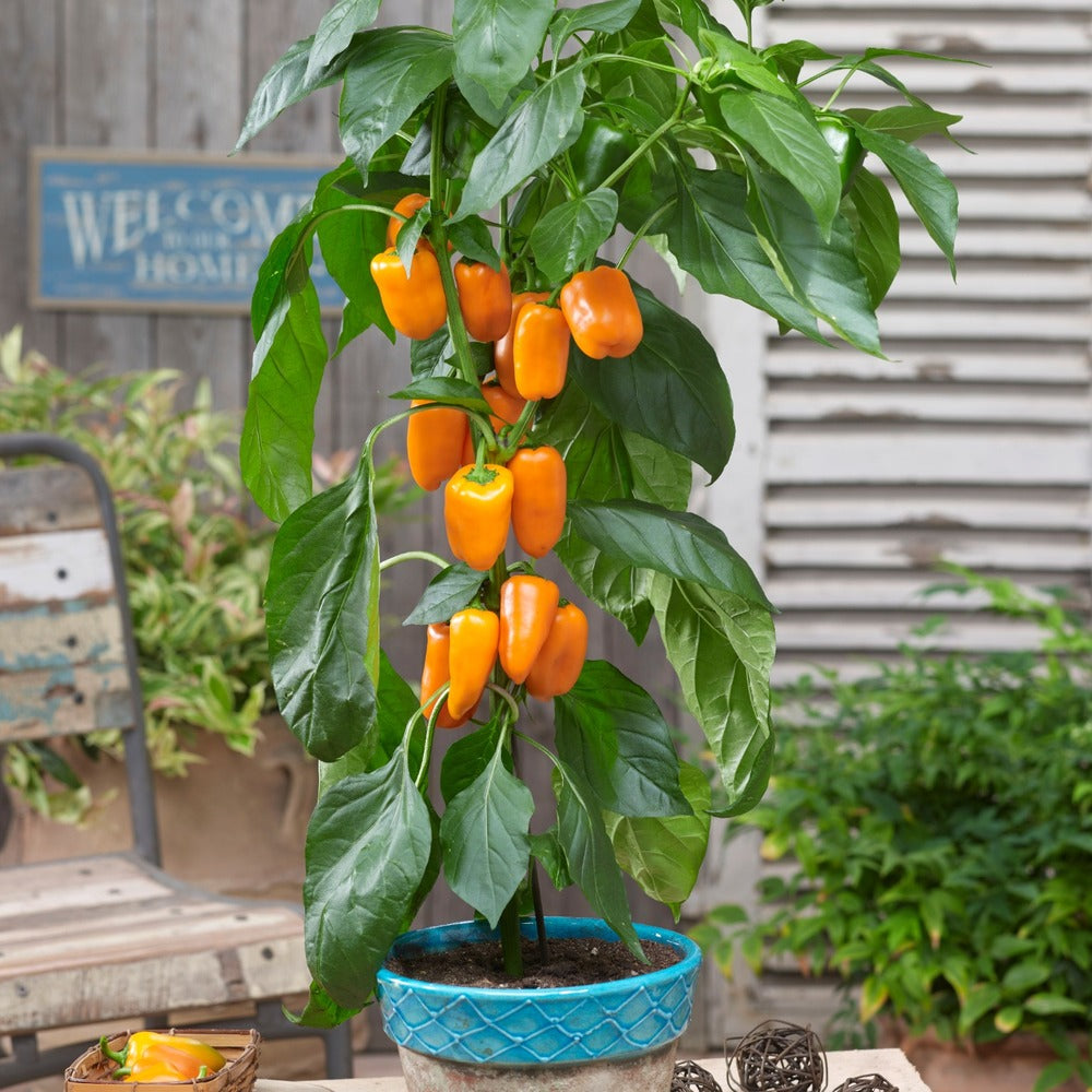 Compact Sweet Pepper Grafted Collection-April