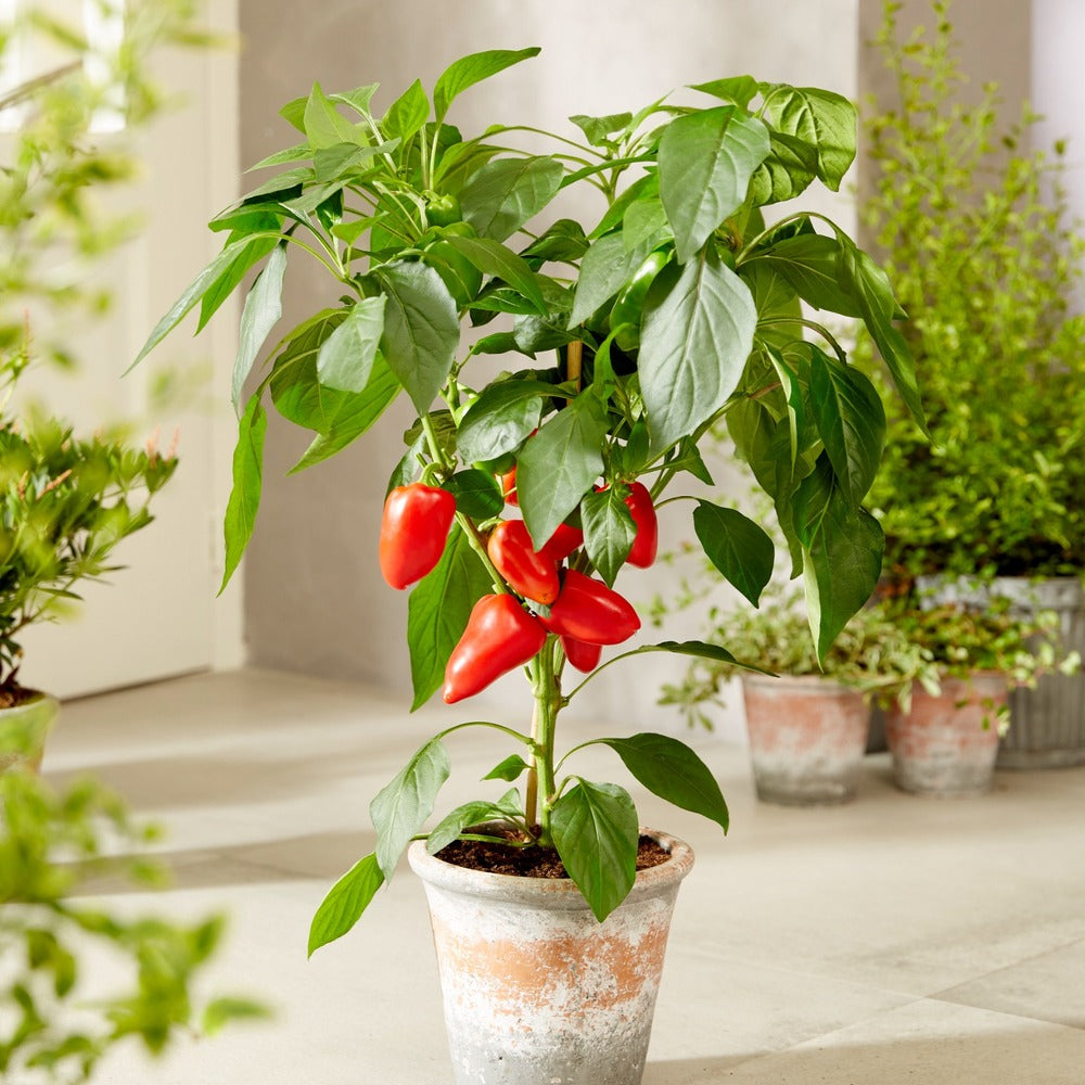 Compact Sweet Pepper Grafted Collection-April