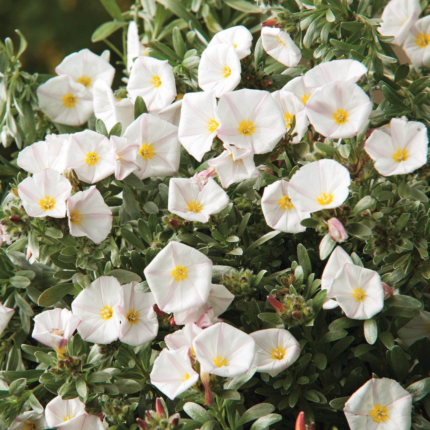 2 x 3 Litre Potted Plant Convolvulus cneorum