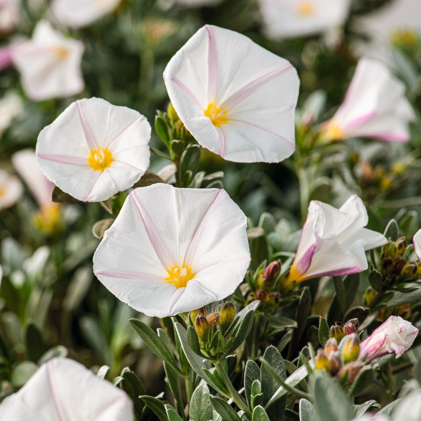 Convolvulus cneorum