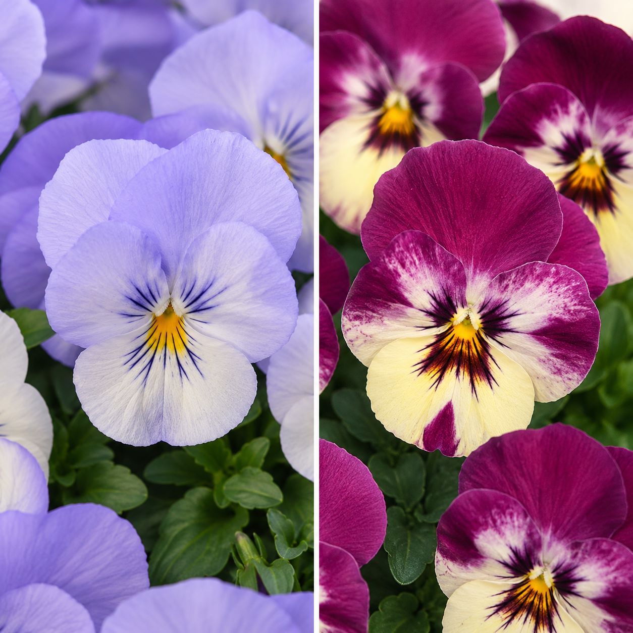 Cool Wave Pansy Trailing Collection