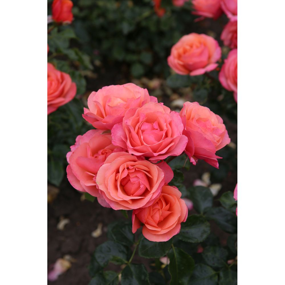 Rose Gardens