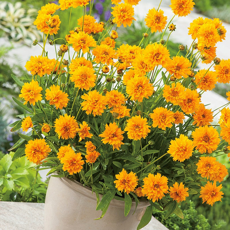 Coreopsis Early Sunrise Flower Plants