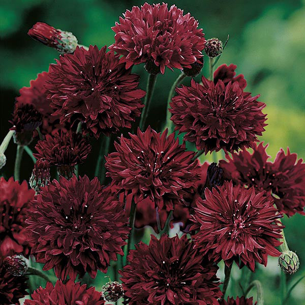 Close-up of dark red cornflowers with a blurred green background