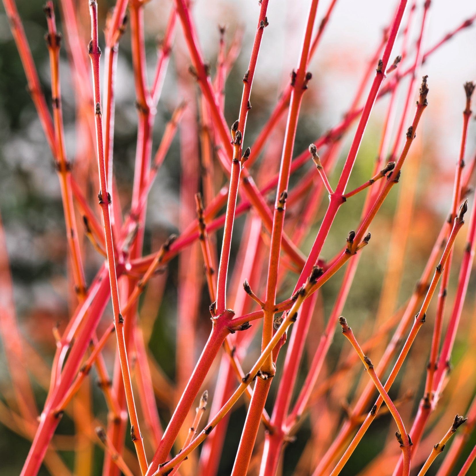 Cornus Midwinter Fire