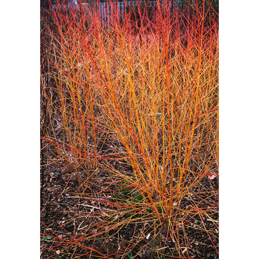 Cornus Midwinter Fire Flower Plants
