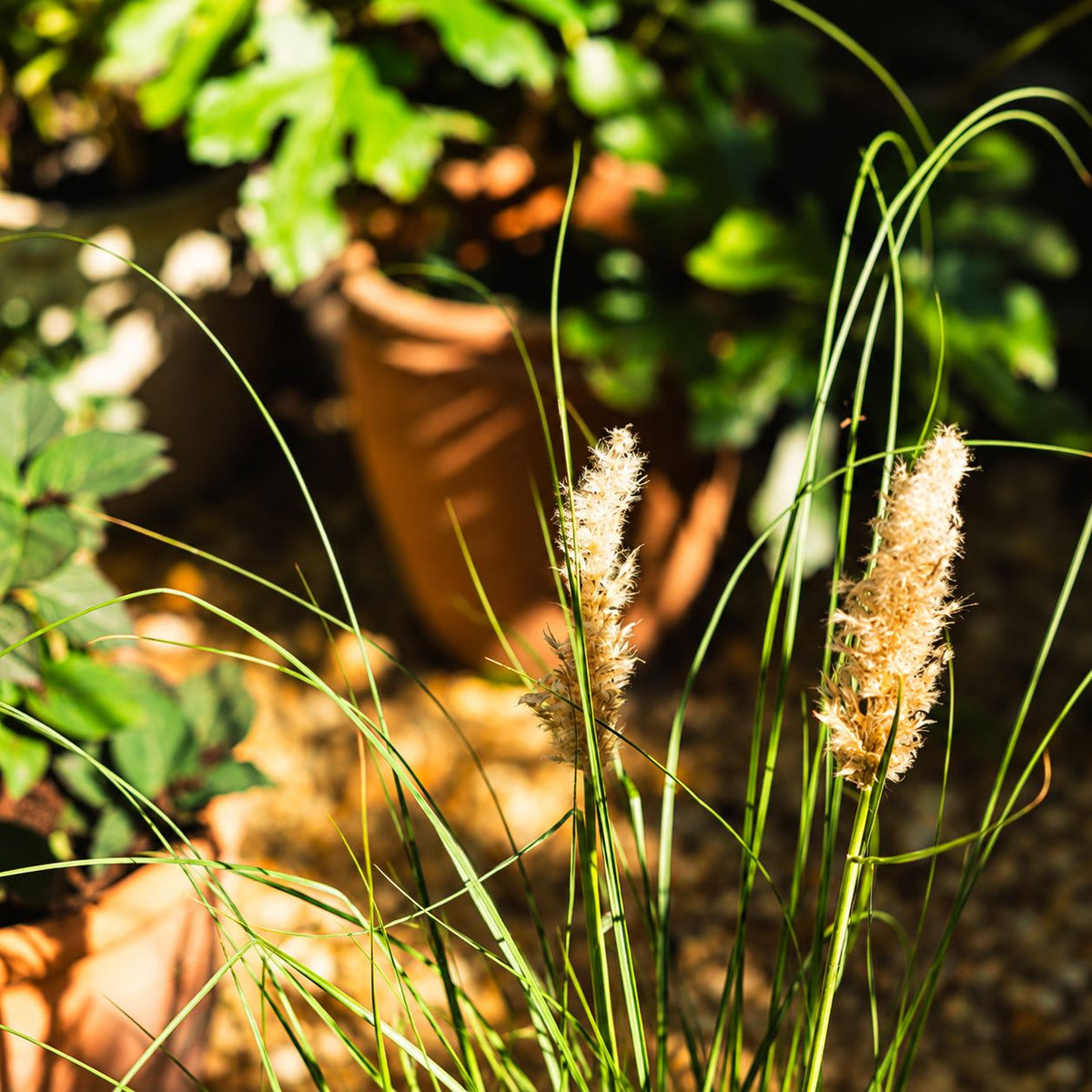 Cortaderia Selloana Tiny Pampa Potted Plant