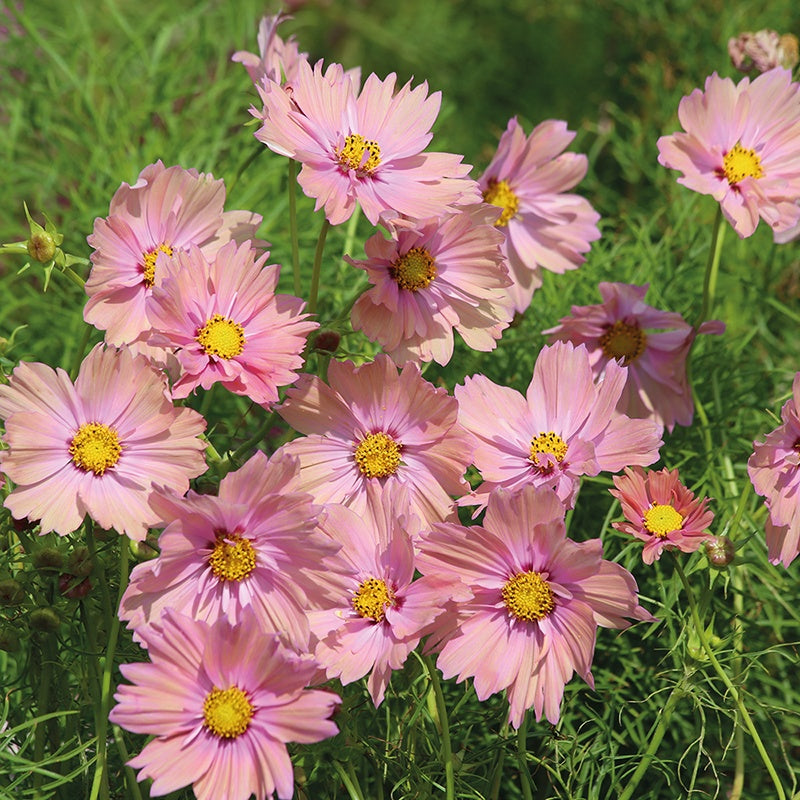 Pink flowers with yellow centers on a green background