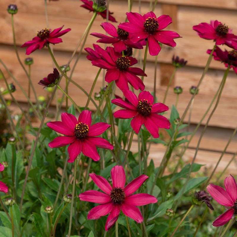 3 Young Plants Cosmos Cherry Chocolate