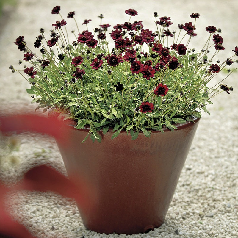 Potted plant with red flowers on a gravel surface