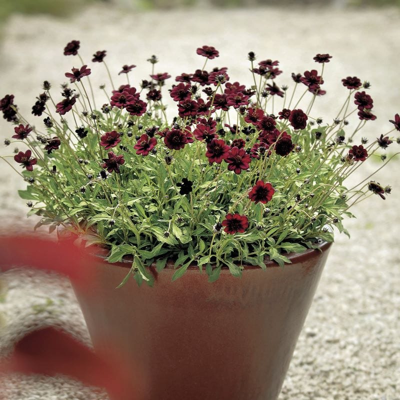 Cosmos Chocamocha Flower Plants