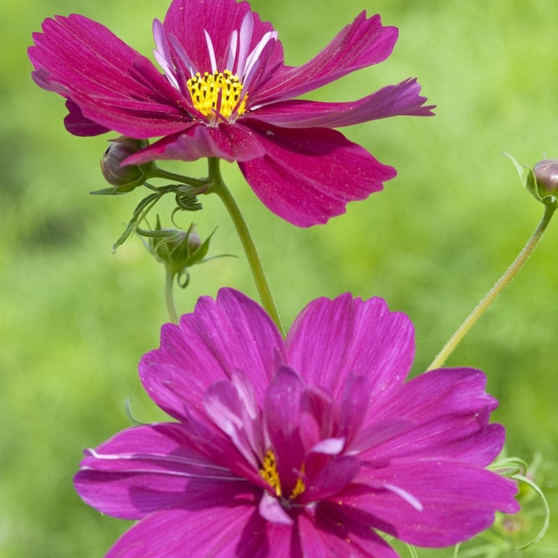 Cosmos Fizzy Purple Flower Seeds