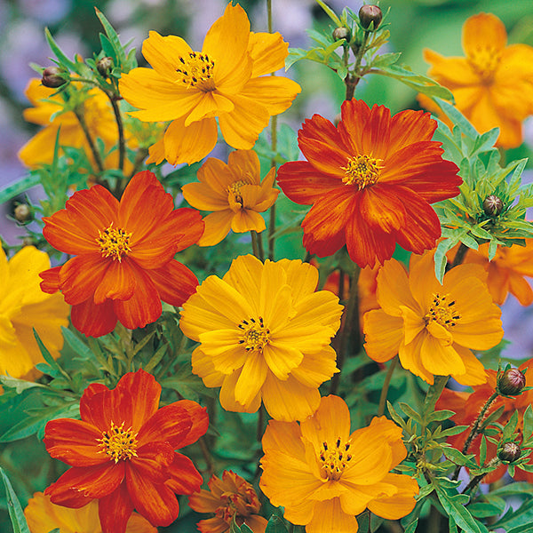 Cosmos Klondyke Mixed Seeds