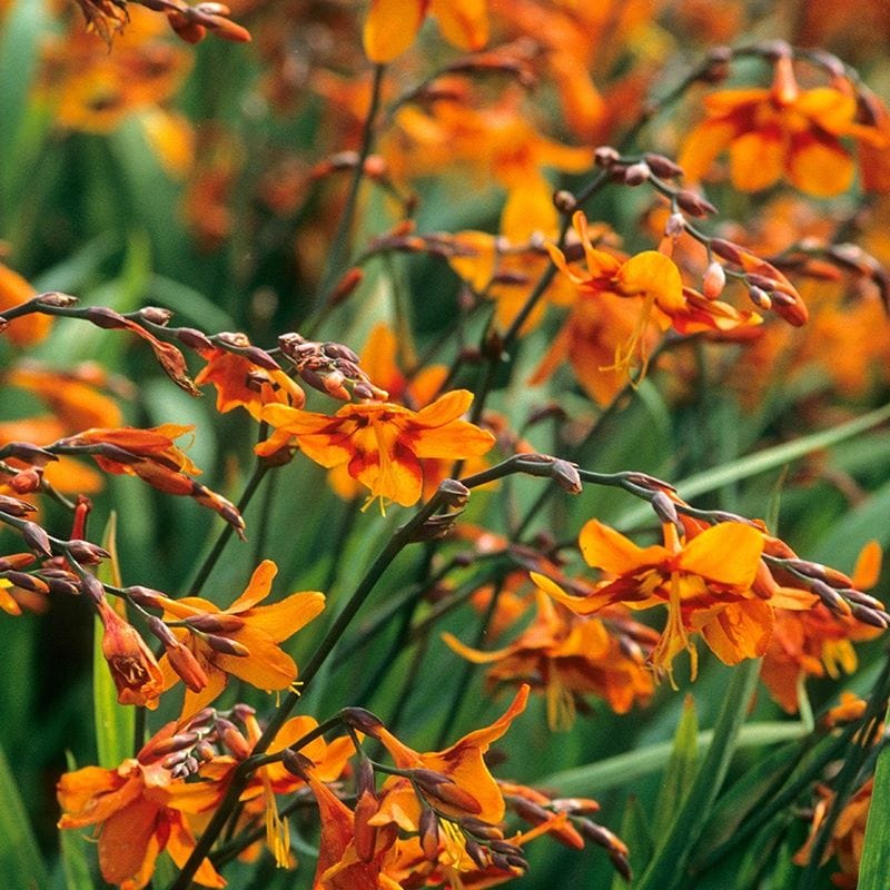 Crocosmia Emily McKenzie Flower Plants