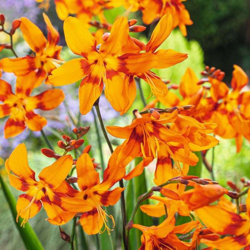 Crocosmia Emily McKenzie Flower Plants