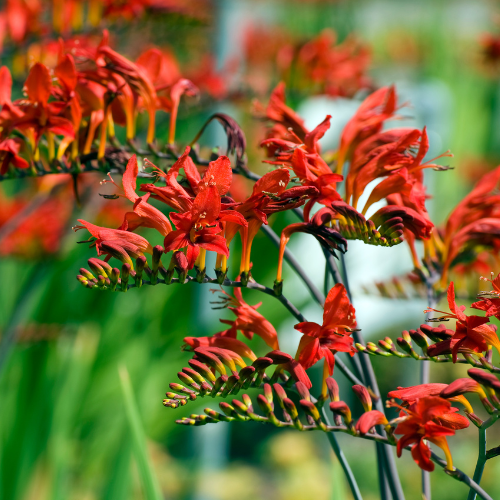 Crocosmia Lucifer Plants