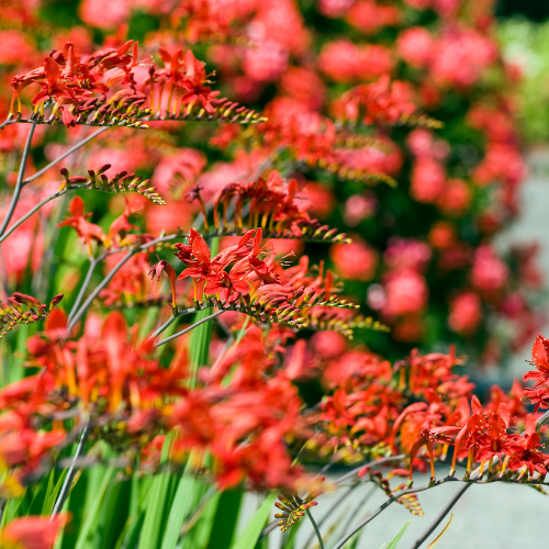 Crocosmia Lucifer Plants