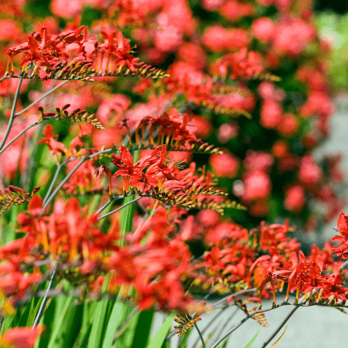 Crocosmia Lucifer Plants