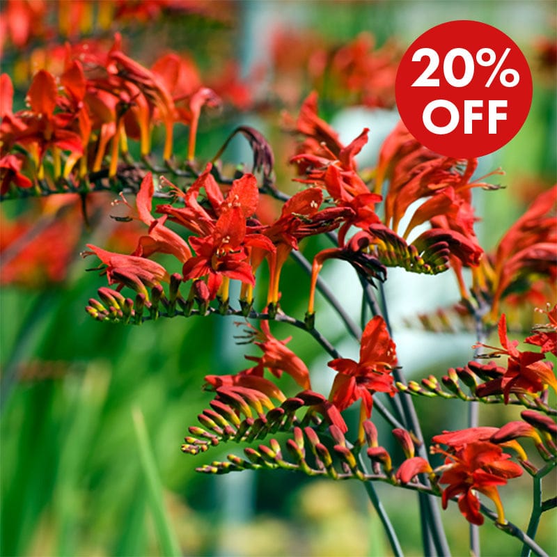 Red flowers with a 20% off discount label in the corner.