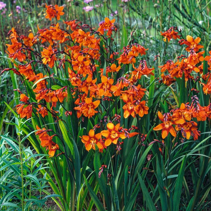 Crocosmia Emily McKenzie Flower Plants